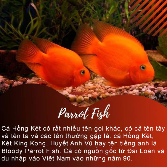 Parrot Fish một tên gọi khác của cá Hồng Két